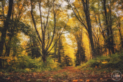 Les magnifiques couleurs de l’automne II