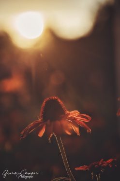 Une fleur au coucher du soleil