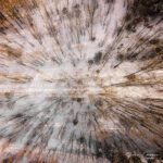 Rayons du soleil qui passent à travers une érablière