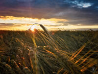 Coucher de soleil sur un beau champs doré