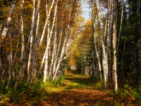 Une marche en forêt à l’automne