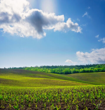 Un simple champ de jeune plant de maïs